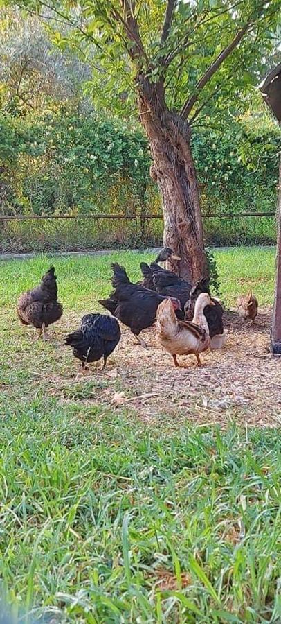 Diamond Farm Villa Kala Nera Dış mekan fotoğraf