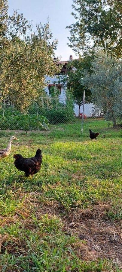 Diamond Farm Villa Kala Nera Dış mekan fotoğraf
