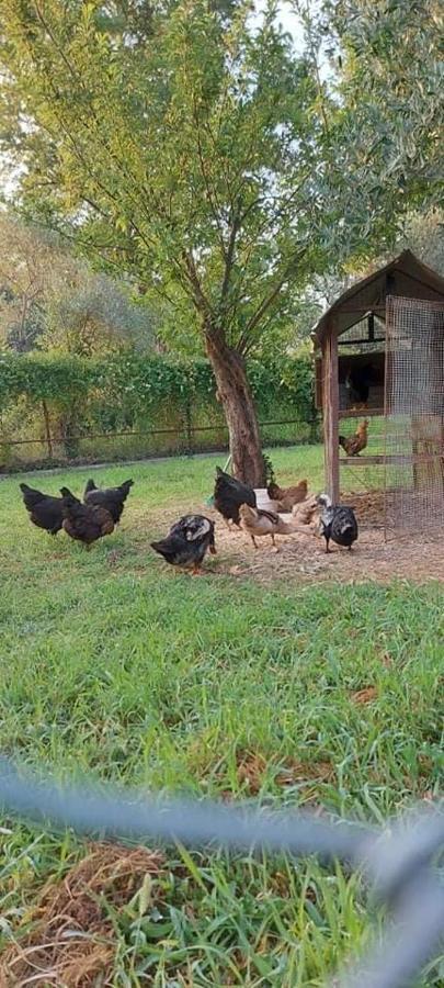 Diamond Farm Villa Kala Nera Dış mekan fotoğraf