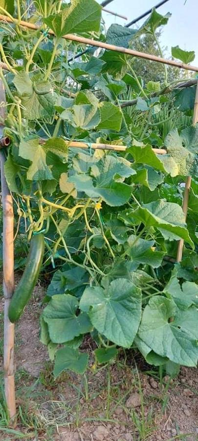 Diamond Farm Villa Kala Nera Dış mekan fotoğraf